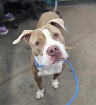 Mixed Breed Dogs Available for Adoption - SOJU | PetCurious