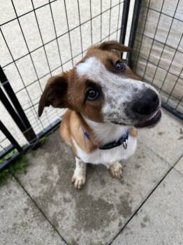 Australian Cattle Dog Blue Heeler Dogs Available for Adoption in Altoona, Pennsylvania - Anthony | PetCurious