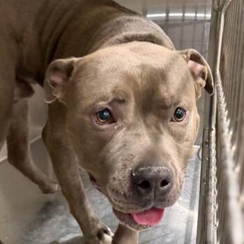 Pit Bull Terrier Dogs Available for Adoption in Des Moines, Iowa - Cuzzo | PetCurious