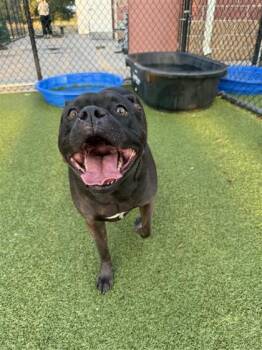 Rescue American Bulldog and Mixed Breed Dogs for Adoption in Hutchinson, Kansas - Ember | PetCurious