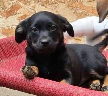 FireCracker (Fireworks litter) -  Dachshund and Australian Shepherd Dog for Adoption in Silvana, Washington - FireCracker (Fireworks Litter) | PetCurious