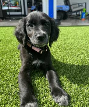 Skye -  Golden Retriever and Dalmatian Dog for Adoption - Skye | PetCurious