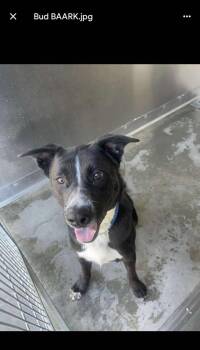 Rescue Terrier Dogs for Adoption in Valley Stream, New York - Rolo | PetCurious