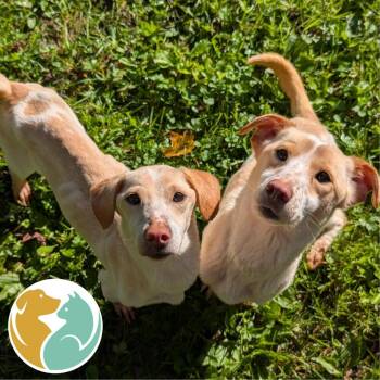 Louise (Right) -  Cardigan Welsh Corgi and Yellow Labrador Retriever Dog for Adoption in Toledo, Ohio - Louise (Right) | PetCurious