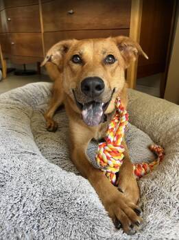 Rescue German Shepherd Dog and Shar Pei Dogs for Adoption in Los Angeles, California - APecan | PetCurious