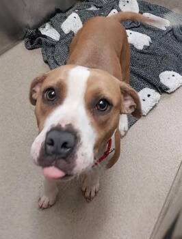 American Staffordshire Terrier Dogs Available for Adoption - BABY | PetCurious