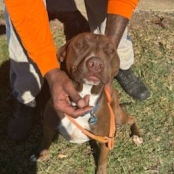 Rescue Mixed Breed Dogs for Adoption in Sylvania, Georgia - Jeff | PetCurious