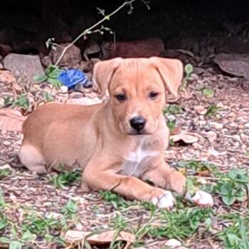 Marley -  Mixed Breed Dog for Adoption in Frederiksted, St. Croix - Marley | PetCurious