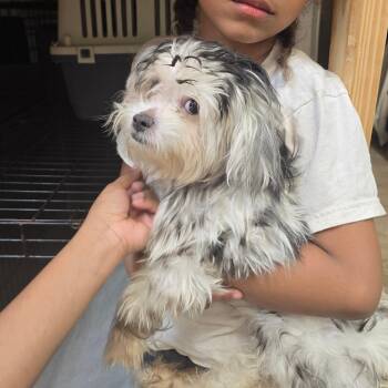 Maltese Dogs Available for Adoption - Jack | PetCurious