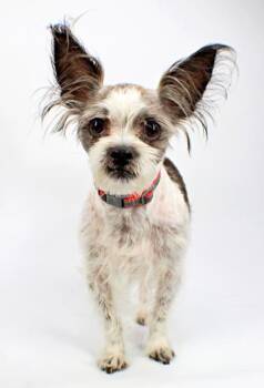 Buttons -  Shih Tzu and Mixed Breed Dog for Adoption in Morton Grove, Illinois - Buttons | PetCurious