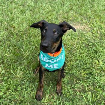 Flopsy -  Labrador Retriever Dog for Adoption in Houston, Texas - Flopsy | PetCurious