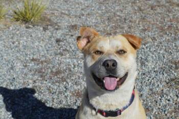 Newt aka Banks -  Labrador Retriever Dog for Adoption in Durango, Colorado - Newt Aka Banks | PetCurious
