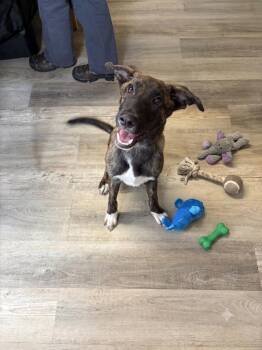 Black Collar (Ghost) -  German Shepherd Dog and Mountain Cur Dog for Adoption in Russellville, Kentucky - Black Collar (Ghost) | PetCurious
