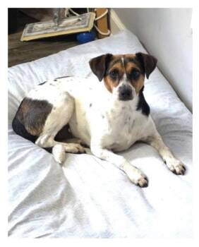 Lucy * -  Rat Terrier Dog for Adoption in Columbia, Tennessee - Lucy * | PetCurious