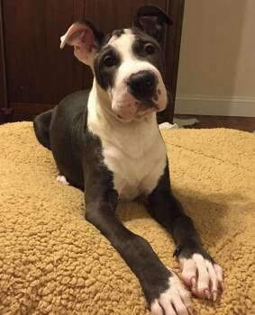 Groot -  Great Dane Dog for Adoption in Horse Shoe, North Carolina - Groot | PetCurious