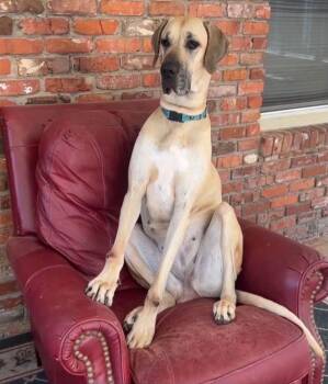 Coco -  Great Dane Dog for Adoption in Williston, Vermont - Coco | PetCurious