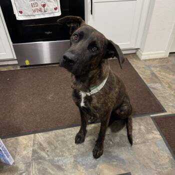 Dutch Shepherd Dogs Available for Adoption in Fort Pierce, Florida - Mia | PetCurious