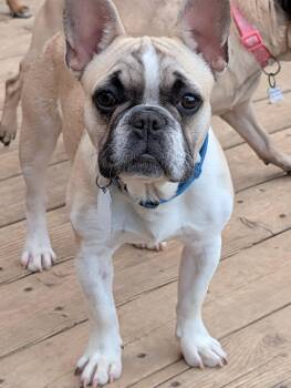 French Bulldog Dogs Available for Adoption - Guppy | PetCurious