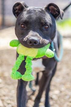 Arty -  Mixed Breed Dog for Adoption in Chamblee, Georgia - Arty | PetCurious