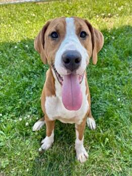 SNICKERDOODLE -  English Coonhound Dog for Adoption in Kalamazoo, Michigan - SNICKERDOODLE | PetCurious