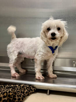 Rescue Maltese Dogs for Adoption in Kalamazoo, Michigan - Laney | PetCurious