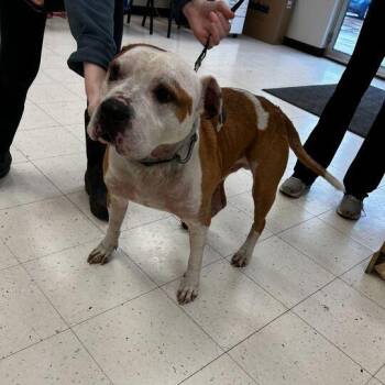 Mixed Breed Dogs Available for Adoption in Davenport, Iowa - Cabbage | PetCurious