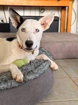 Astrid -  Cattle Dog Dog for Adoption in Lafayette, California - Astrid | PetCurious