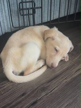 Hazel Baby -  Labrador Retriever and Pit Bull Terrier Dog for Adoption in Midway, Utah - Hazel Baby | PetCurious