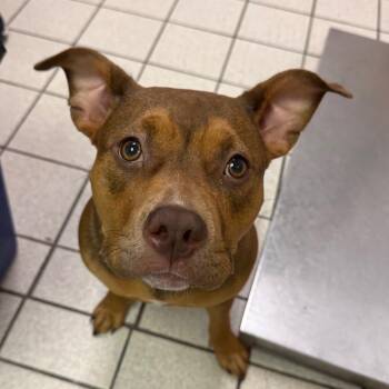 Portabella -  Mixed Breed Dog for Adoption in Charleston, West Virginia - Portabella | PetCurious
