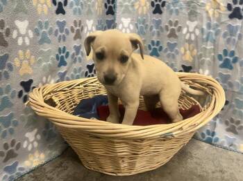 Labrador Retriever and Mixed Breed Dogs Available for Adoption in Rosenberg, Texas - MAE | PetCurious