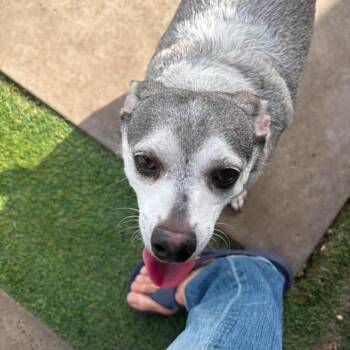 Texx *Arriving 7/25* D11749 -  Chihuahua and Jack Russell Terrier Dog for Adoption - Texx *Arriving 7/25* D11749 | PetCurious
