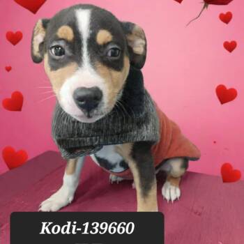 Jack Russell Terrier Dogs Available for Adoption in New Tazewell, Tennessee - Kodi | PetCurious