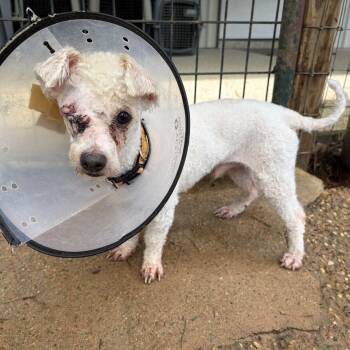 Liam Hemsworth -  Miniature Poodle Dog for Adoption in Houston, Texas - Liam Hemsworth | PetCurious
