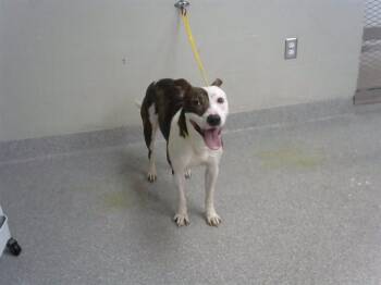 A187092 -  Staffordshire Bull Terrier Dog for Adoption in Pasadena, Texas - A187092 | PetCurious