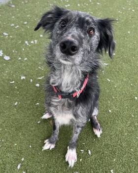 Collie and Labrador Retriever Dogs Available for Adoption - Indie | PetCurious