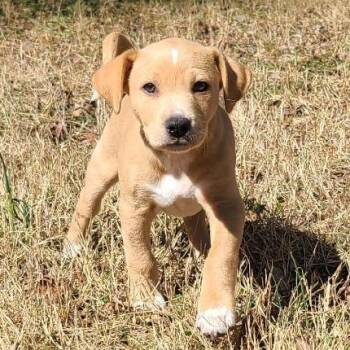 Beagle and Retriever Dogs Available for Adoption - Jordan | PetCurious