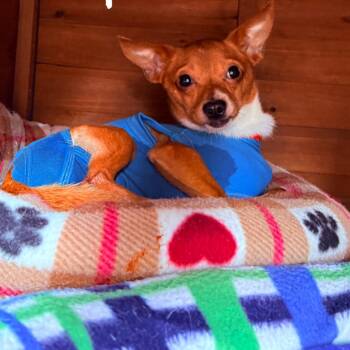 Captain -  Chihuahua and Mixed Breed Dog for Adoption in San Diego, California - Captain | PetCurious