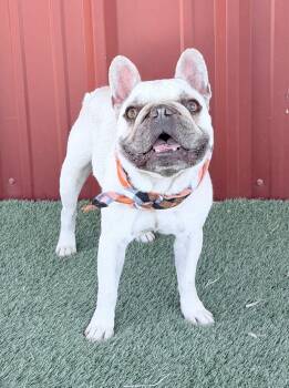 French Bulldog Dogs Available for Adoption in Lubbock, Texas - Max | PetCurious