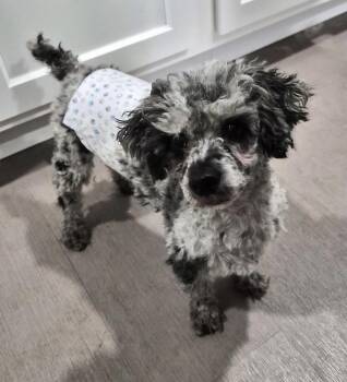 Rescue Poodle Dogs for Adoption in Zanesville, Ohio - David | PetCurious