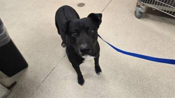 Labrador Retriever and Mixed Breed Dogs Available for Adoption - ALBERT | PetCurious