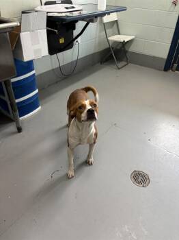 JUNYA -  Pit Bull Terrier and Mixed Breed Dog for Adoption in Corpus Christi, Texas - JUNYA | PetCurious