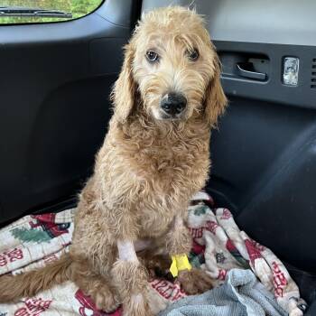 Golden Retriever and Standard Poodle Dogs Available for Adoption in Huntsville, Alabama - Penny | PetCurious