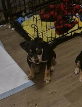 Mixed Breed Dogs Available for Adoption - Mykel | PetCurious