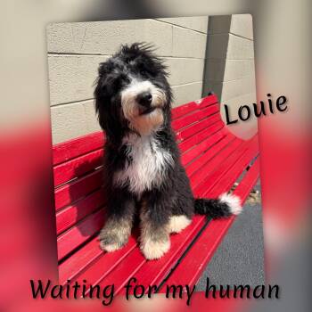 Louie -  Bernadoodle Dog for Adoption in Fredericksburg, Virginia - Louie | PetCurious