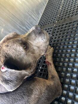 brownie -  Mixed Breed Dog for Adoption in Douglasville, Georgia - Brownie | PetCurious
