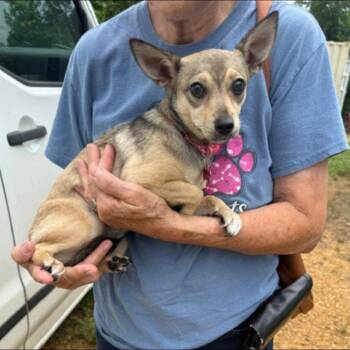 Molly Pandora -  Mixed Breed Dog for Adoption - Molly Pandora | PetCurious