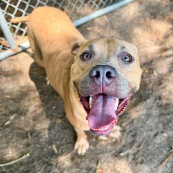 Chief -  Mixed Breed Dog for Adoption in Milton, Florida - Chief | PetCurious