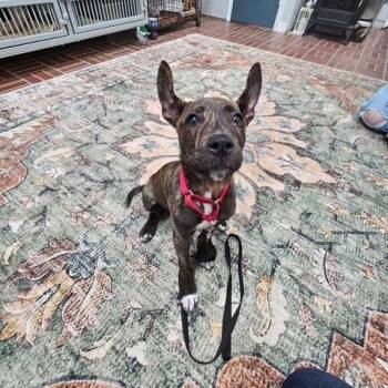 Shepherd and Pit Bull Terrier Dogs Available for Adoption in Honesdale, Pennsylvania - Rye- In Prison Program | PetCurious