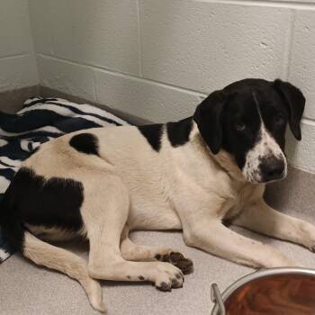Pawnie -  Labrador Retriever Dog for Adoption in Chattanooga, Tennessee - Pawnie | PetCurious