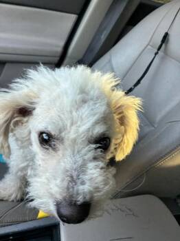 Bingo -  Bichon Frise Dog for Adoption in Middletown, Connecticut - Bingo | PetCurious